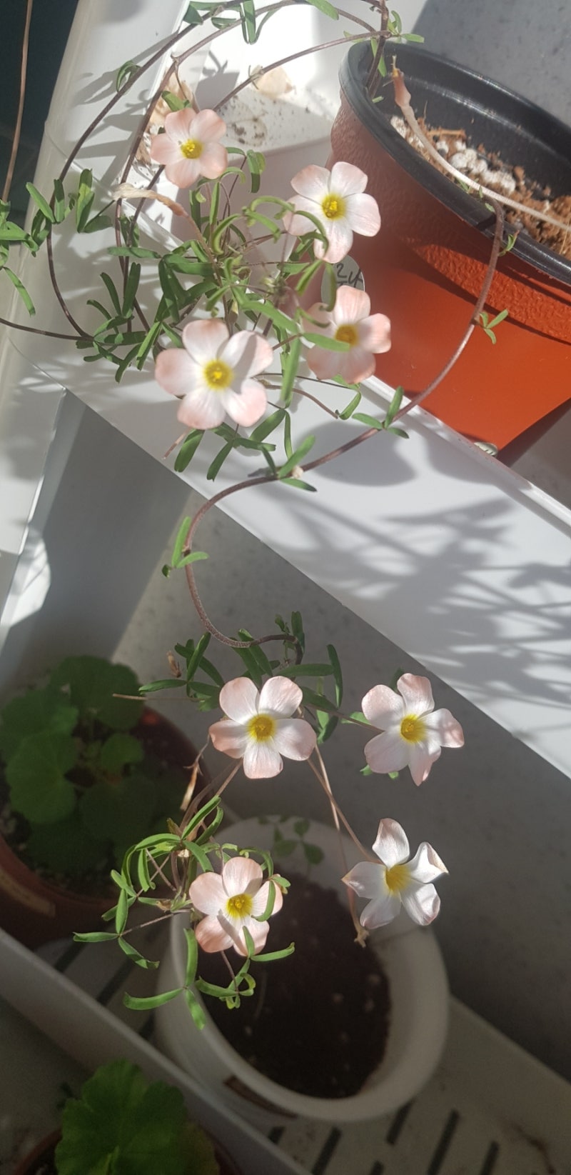 Oxalis ‘Luna halo’ bulb