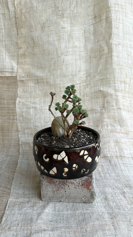 Miniature Joshua tree w/ doodle planter