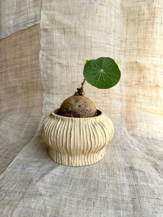 5 sand planter - Mipa's pots and plants