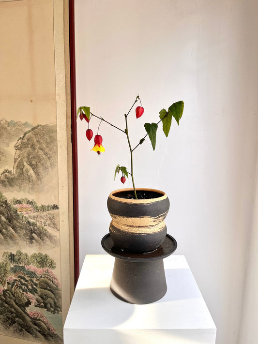 60 sand/black pedestal saucer set - Mipa's pots and plants
