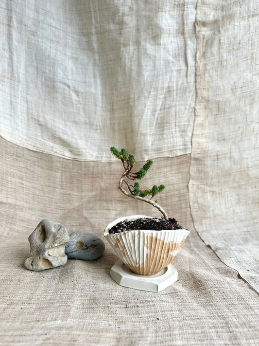 62 seashell planter set - Mipa's pots and plants