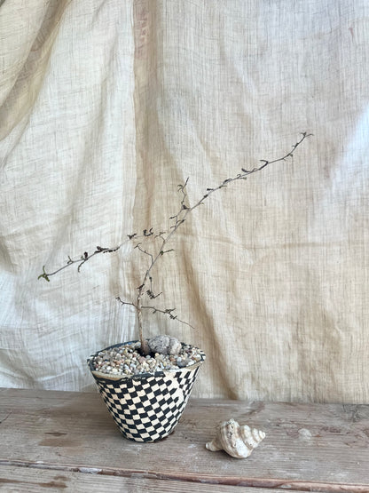 Operculicarya decaryi w/ planter