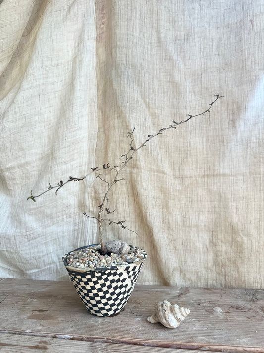 Operculicarya decaryi w/ planter