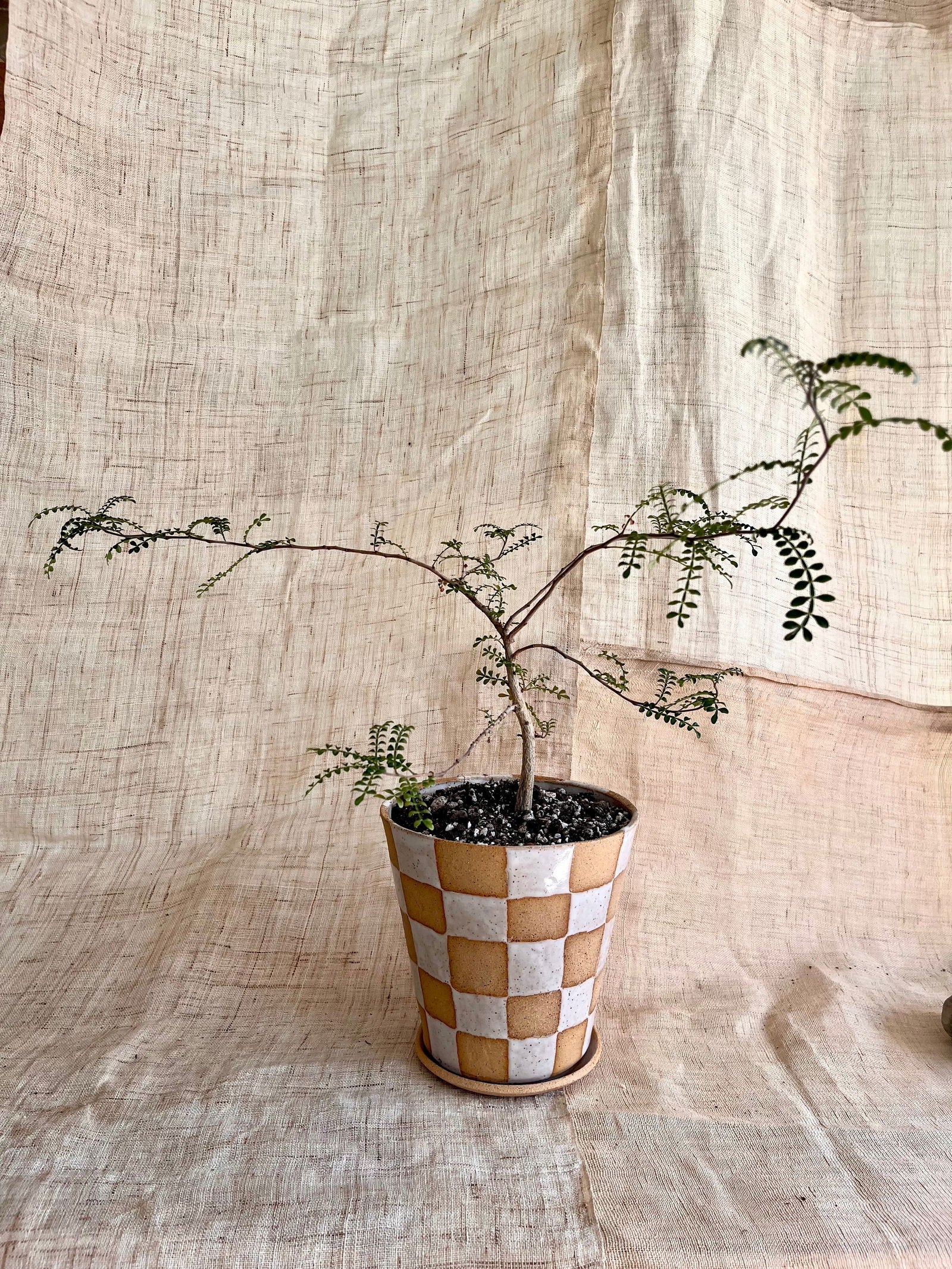 66 checkers planter set - Mipa's pots and plants