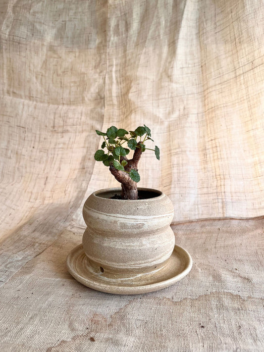 66 mudcream planter - Mipa's pots and plants