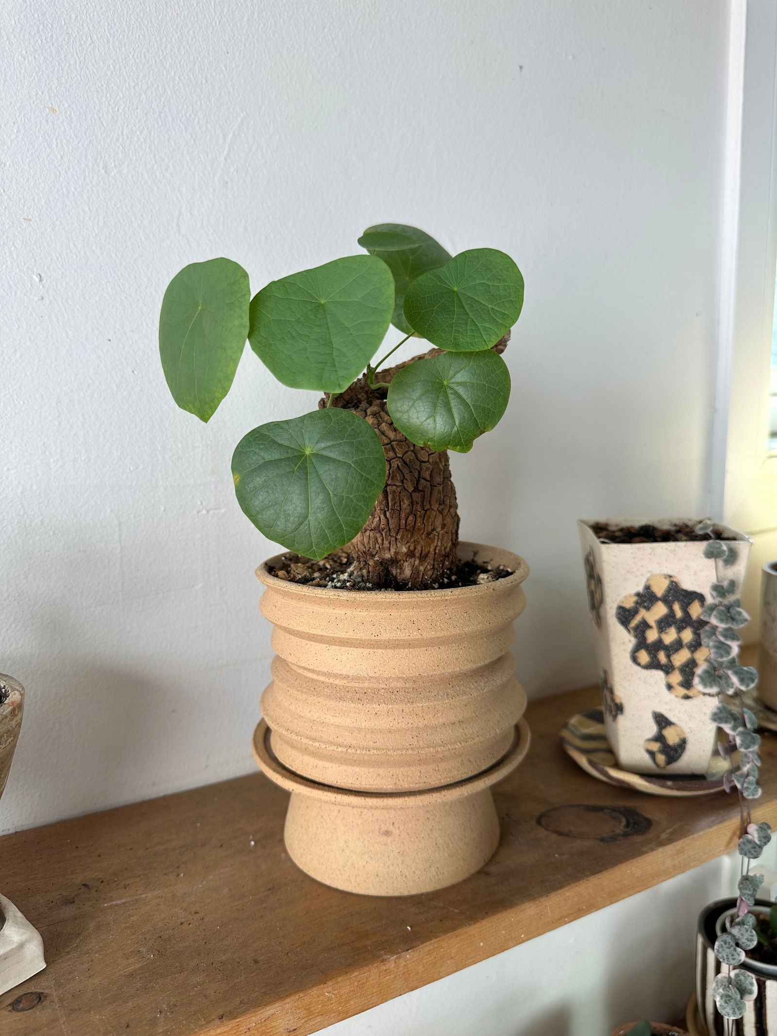 66 s.b. pedestal saucer set - Mipa's pots and plants