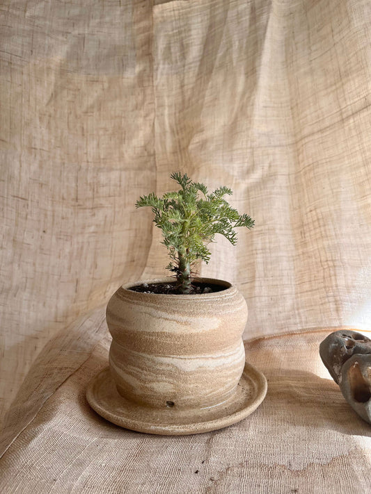 67 mudcream planter - Mipa's pots and plants