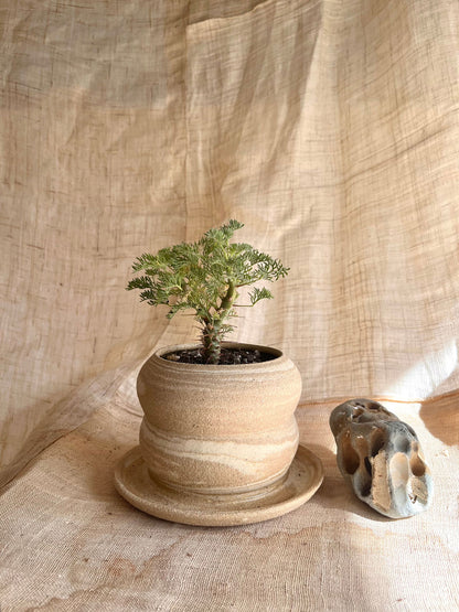 67 mudcream planter - Mipa's pots and plants