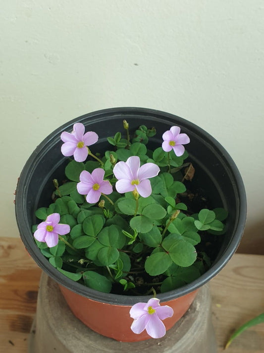 Oxalis ‘Minuta’