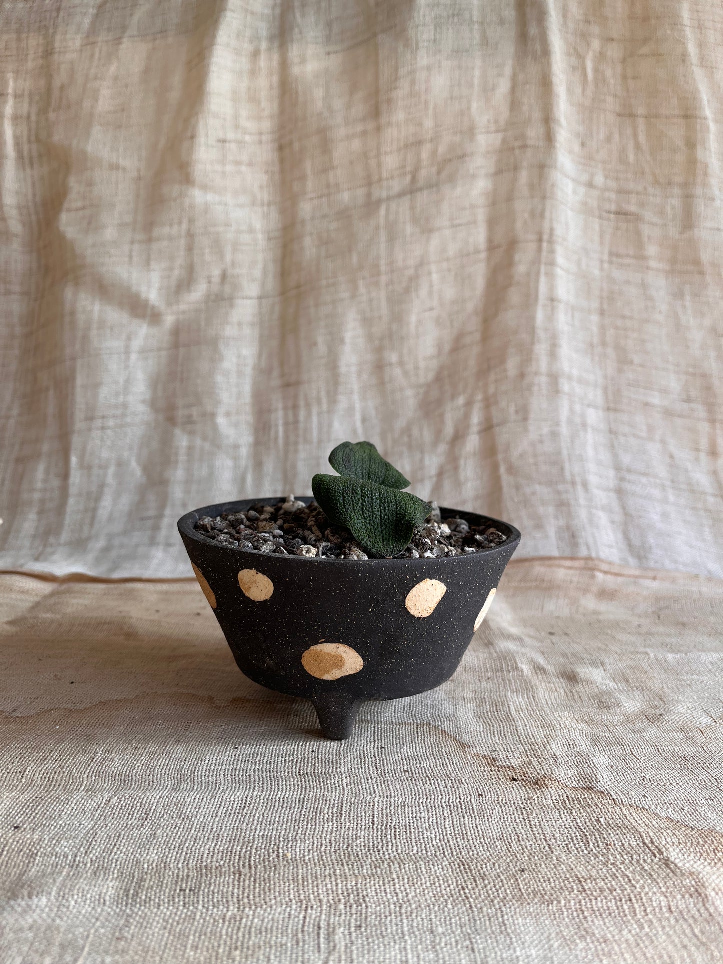 69 blk polka dot planter