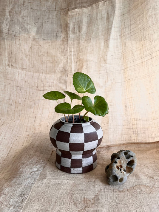 72 chocolate checkers planter