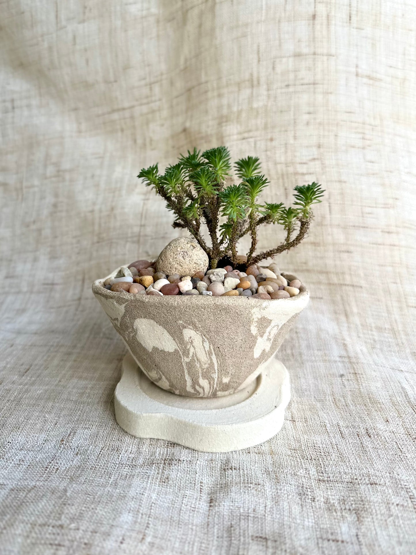 Miniature Joshua tree w/ planter set