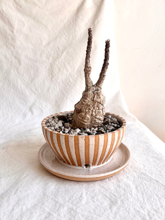 Striped caudex planter