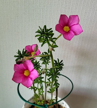 Oxalis ‘Hirta’