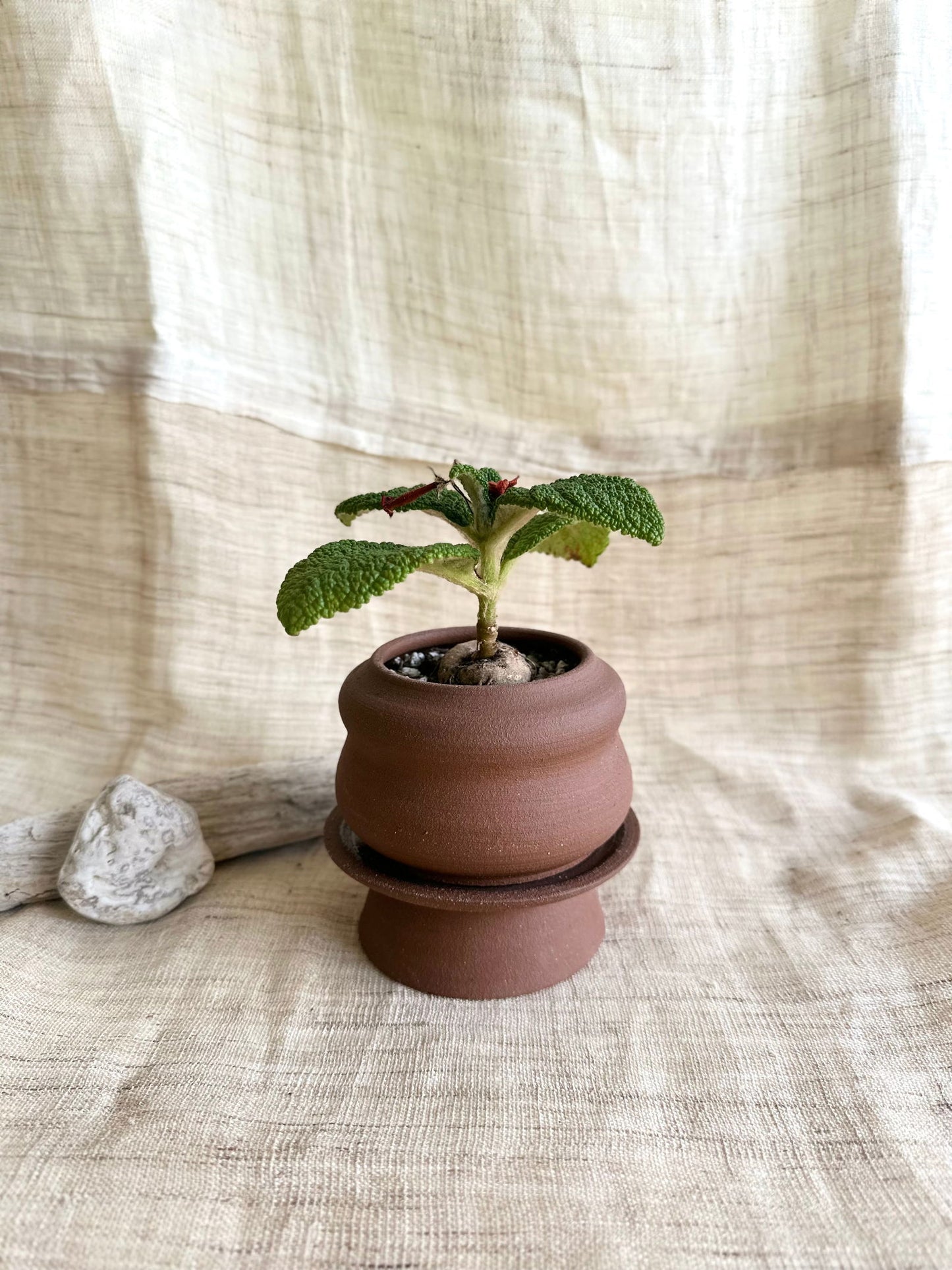 6 chocolate mini pedestal set - Mipa's pots and plants