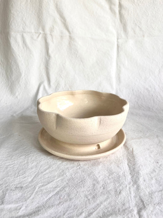 6 off-white flower caudex planter - Mipa's pots and plants