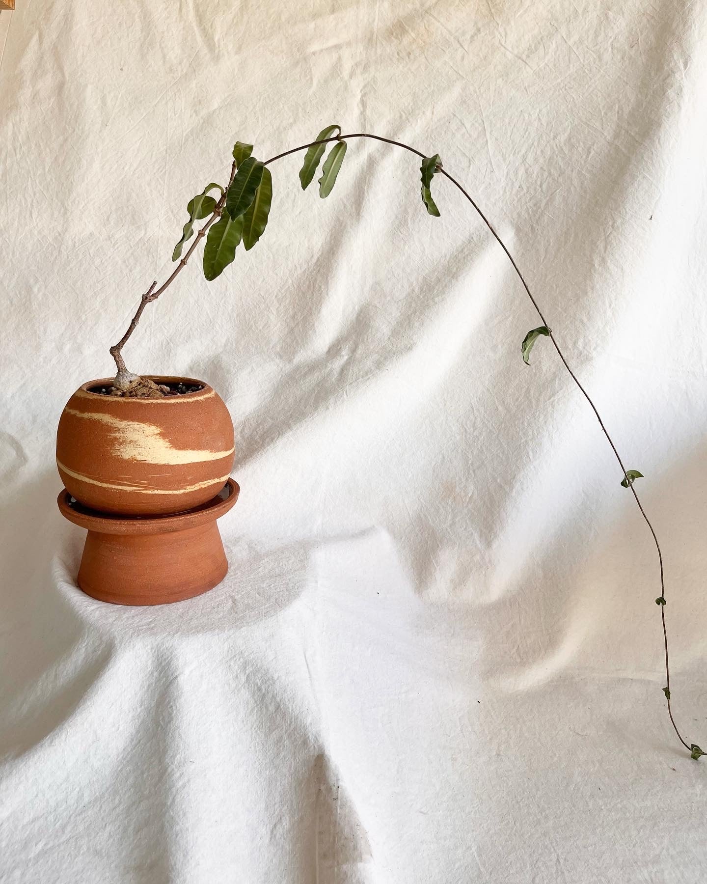 6 pedestal saucer set - Mipa's pots and plants