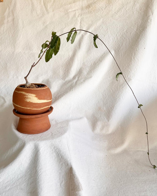 6 pedestal saucer set - Mipa's pots and plants