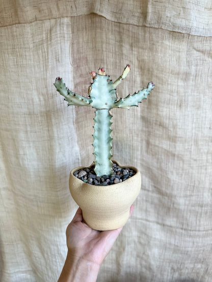 White ghost cactus w/ flower planter