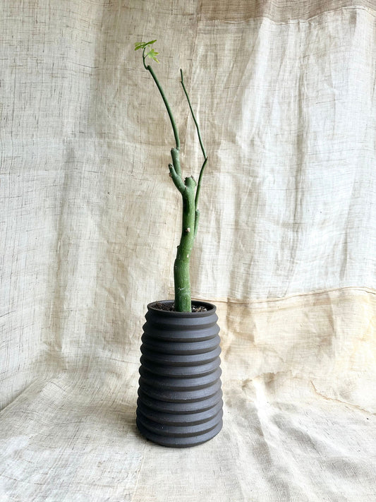 70 black tall pagoda planter - Mipa's pots and plants