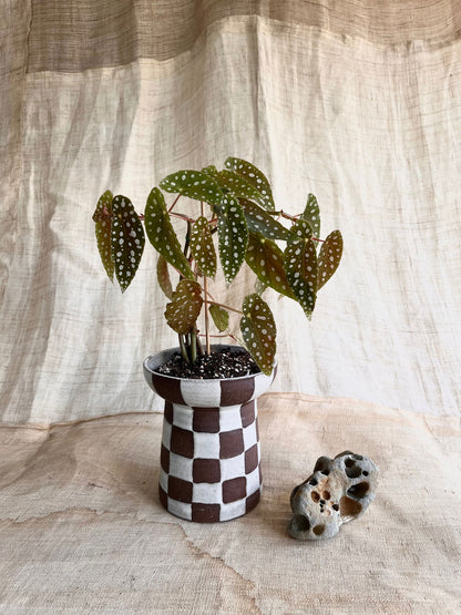 70 chocolate checkers planter - Mipa's pots and plants