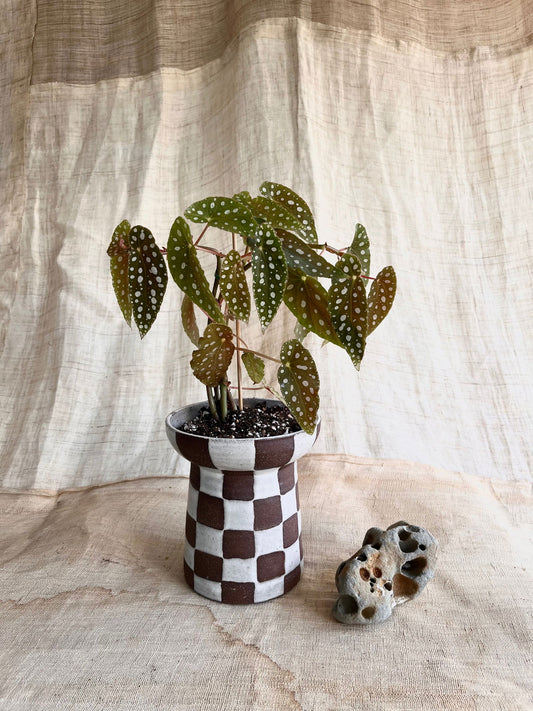 70 chocolate checkers planter - Mipa's pots and plants