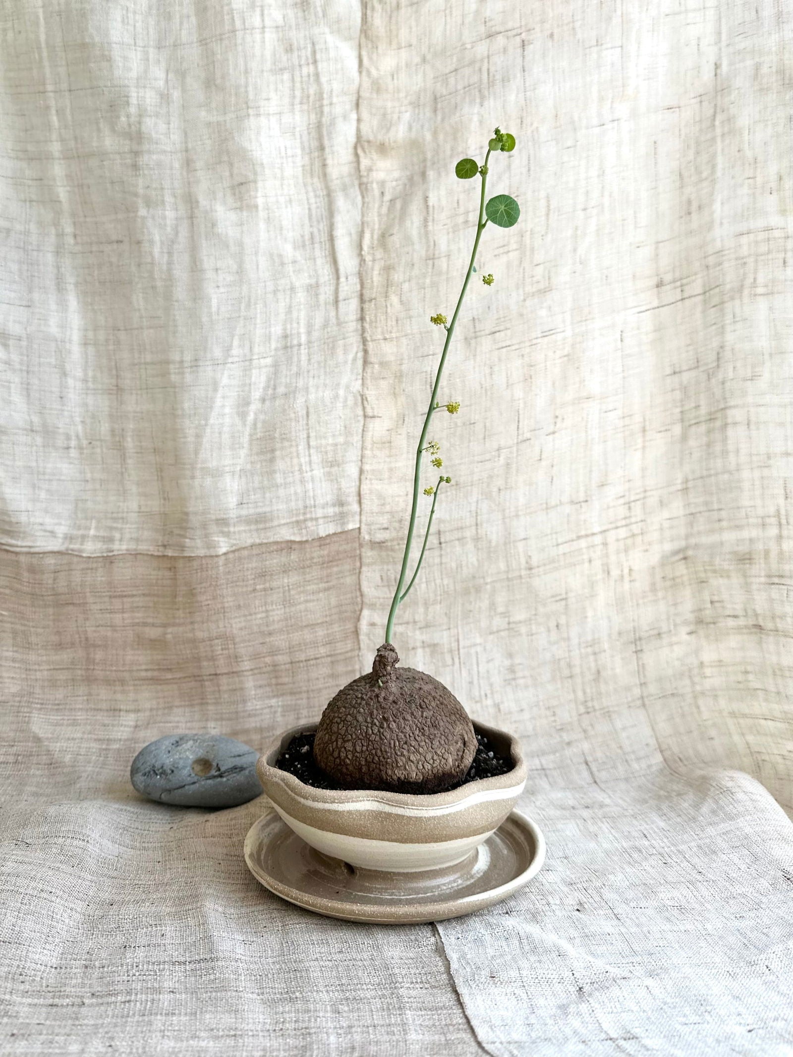 70 mudcream flower caudex planter - Mipa's pots and plants
