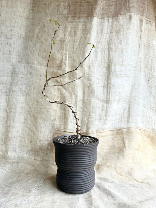 71 black large planter - Mipa's pots and plants