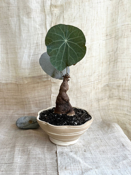 71 mudcream planter - Mipa's pots and plants