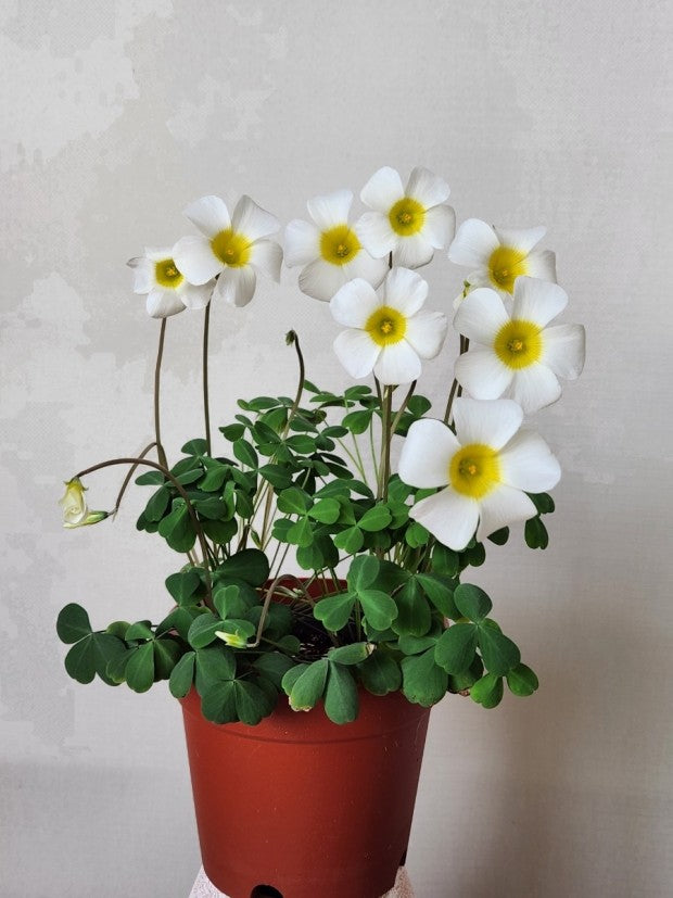 Oxalis obtusa ‘silver moon’ bulb