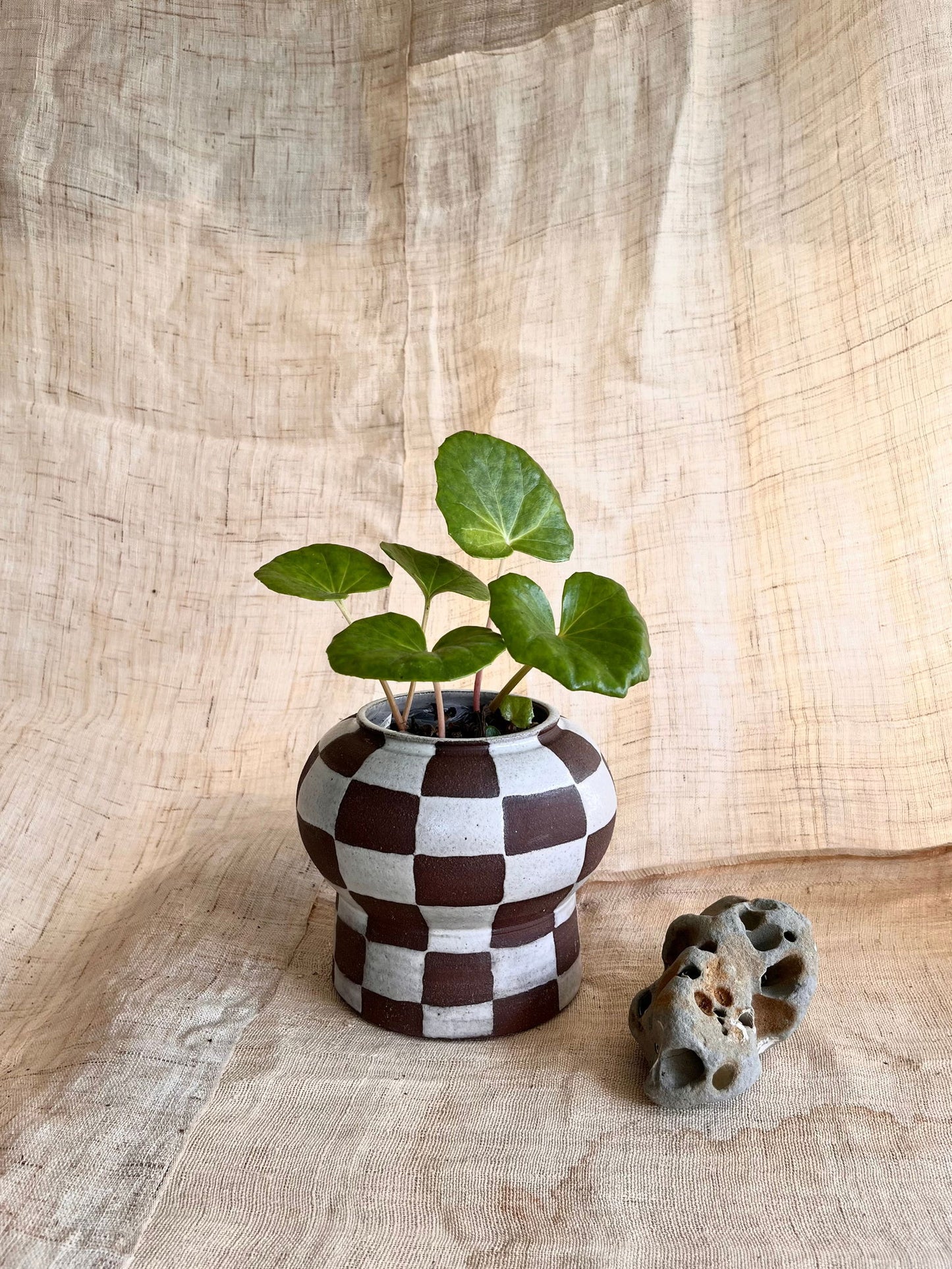 72 chocolate checkers planter - Mipa's pots and plants