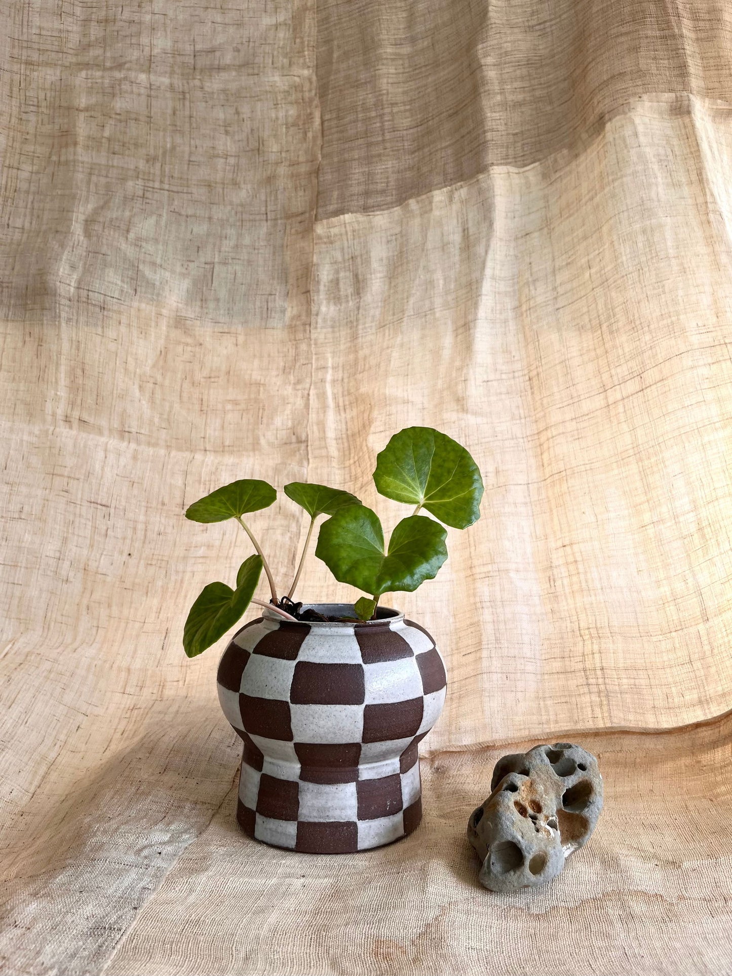 72 chocolate checkers planter - Mipa's pots and plants