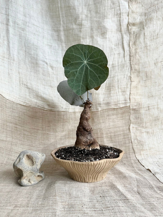 72 mud flower planter - Mipa's pots and plants