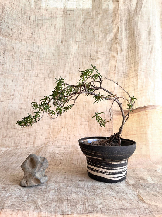 73 ink wash planter - Mipa's pots and plants