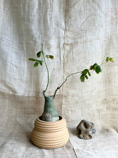 73 s.b. planter - Mipa's pots and plants