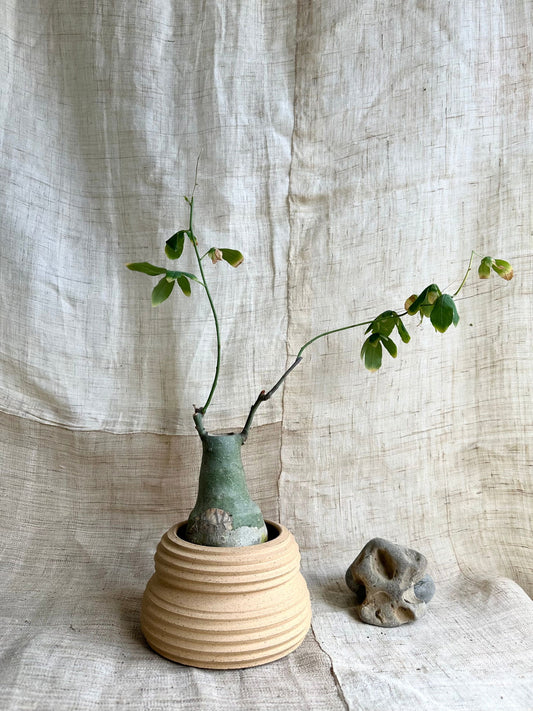 73 s.b. planter - Mipa's pots and plants