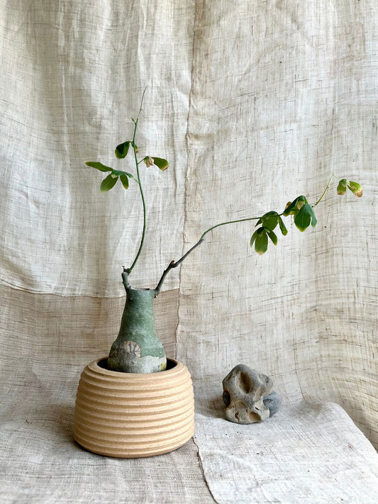 74 s.b. planter - Mipa's pots and plants