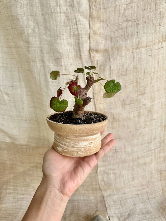 75 small sandstorm planter - Mipa's pots and plants