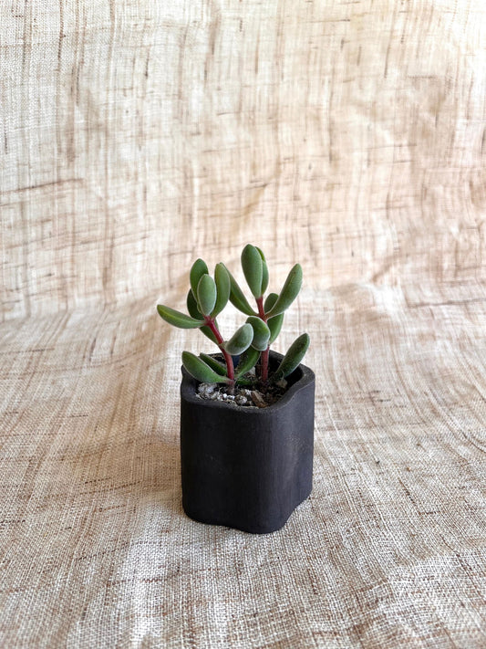 76 mini star planter - Mipa's pots and plants