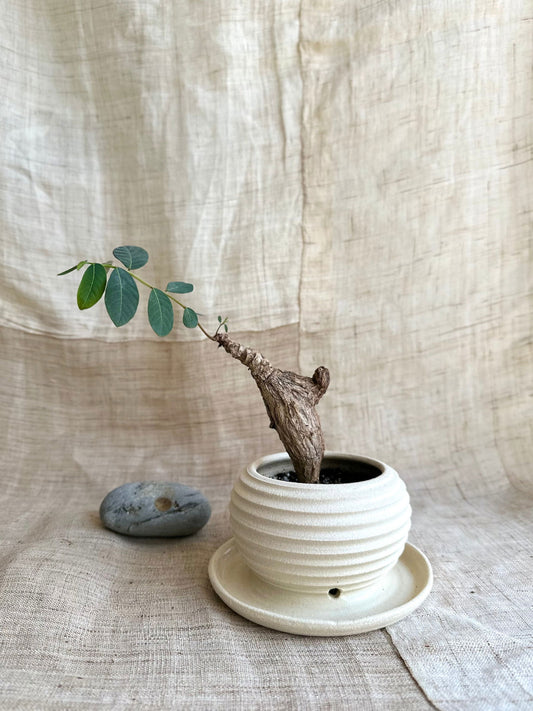 77 off white planter with saucer - Mipa's pots and plants