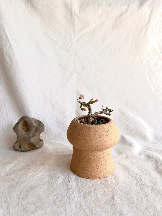 78 S.B mushroom planteru - Mipa's pots and plants