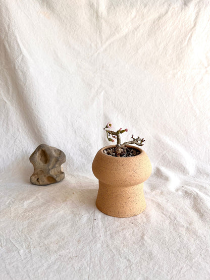 78 S.B mushroom planteru - Mipa's pots and plants