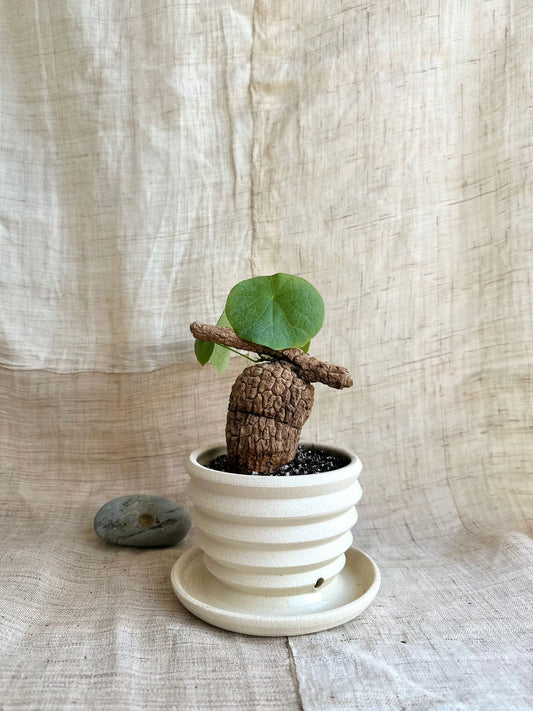 78 off white planter with saucer - Mipa's pots and plants