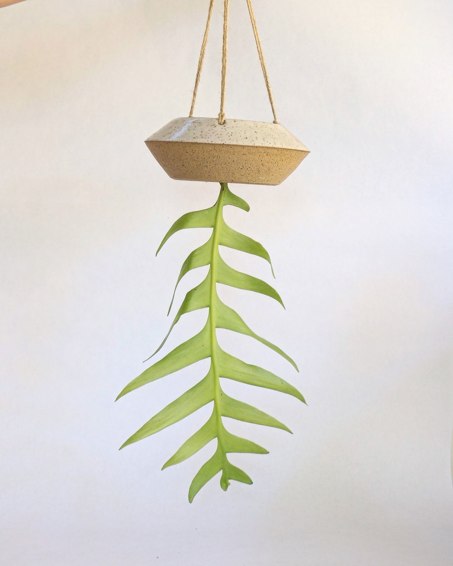 79 UFO planter - Mipa's pots and plants