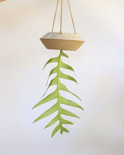 79 UFO planter - Mipa's pots and plants