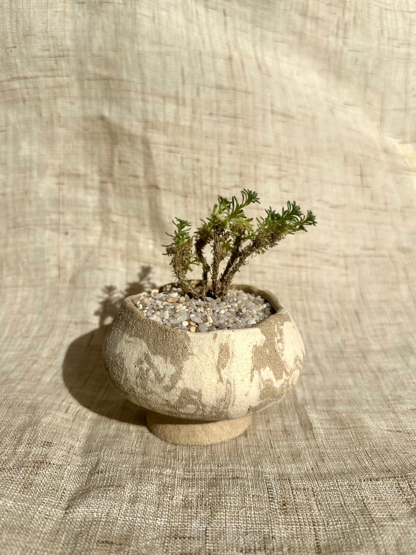 Miniature Joshua tree w/ planter