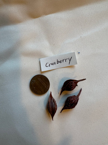 Oxalis obtusa ‘Cranberry’ bulb