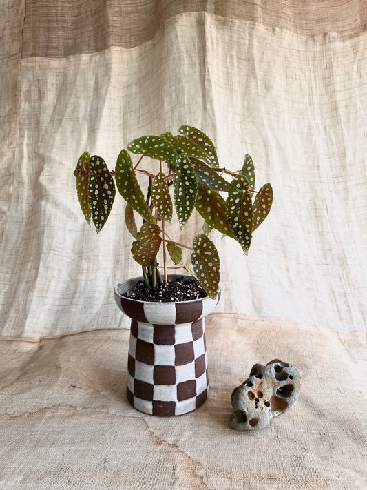 70 chocolate checkers planter