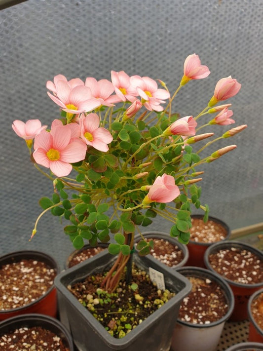 Oxalis ‘Convexula new’ bulb