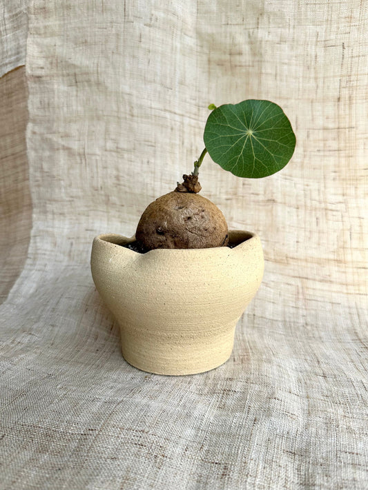 7 sand planter - Mipa's pots and plants